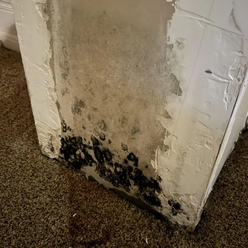 Professional Mold Removal in Pike County, GA